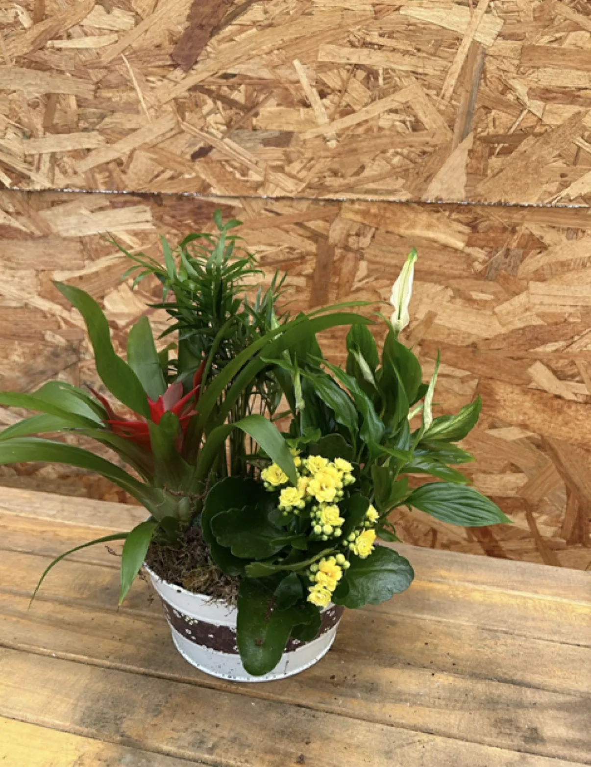 Plants by Artemisa Floristas in Torrevieja — example 4