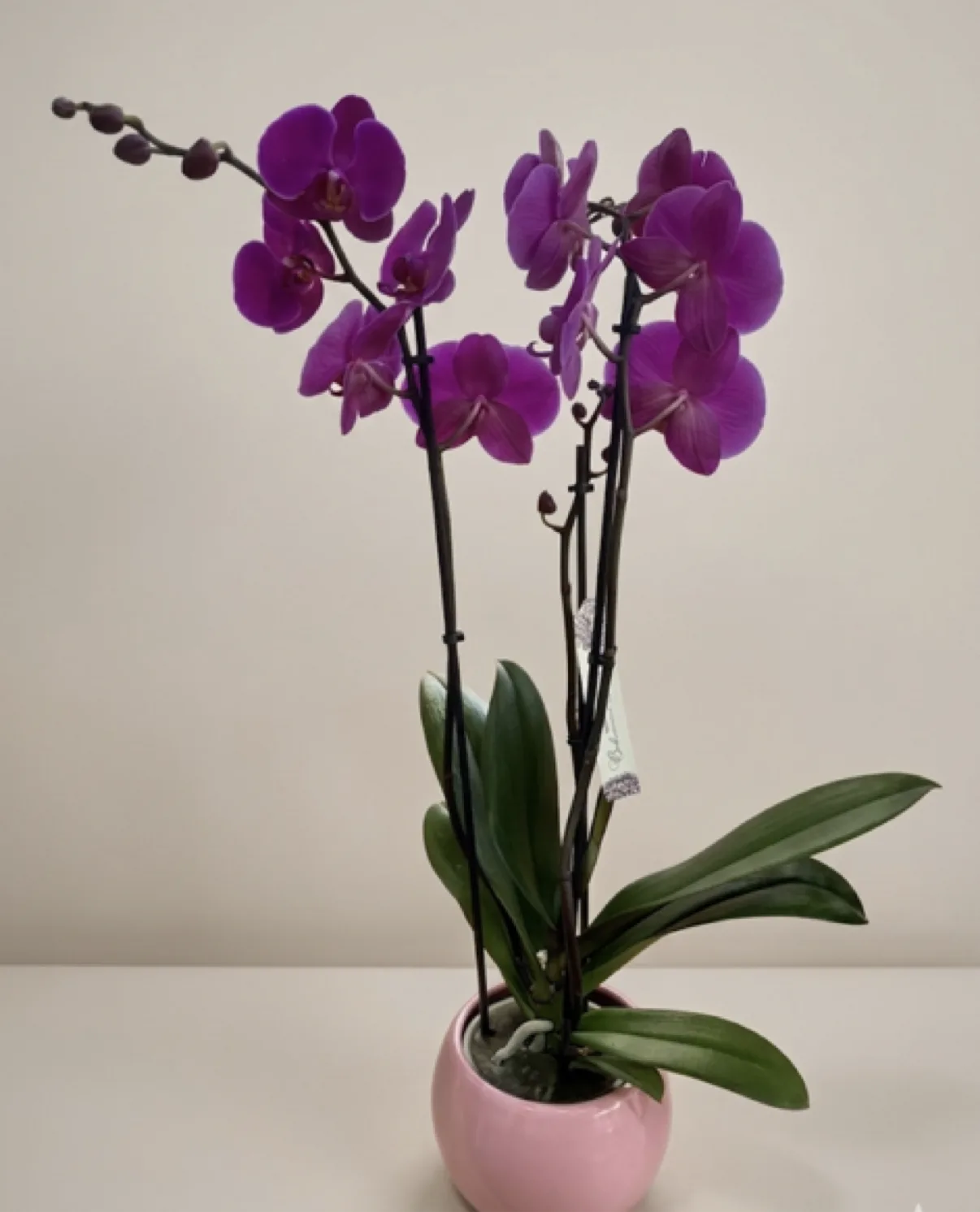 Plants by Artemisa Floristas in Torrevieja — example 6